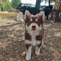 4 chiot pomsky #3