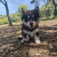 4 chiot pomsky #4
