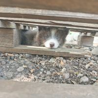 4 chiot pomsky #5