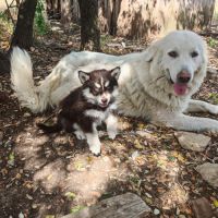 4 chiot pomsky #6