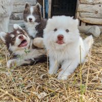 4 chiot pomsky #9