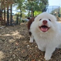 4 chiot pomsky #10