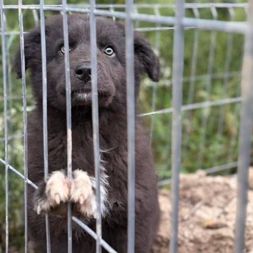 Oliver bébé chiot roumain à l'adoption #1