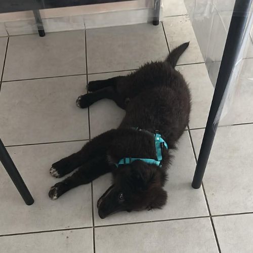 Oliver chiot à l'adoption #3