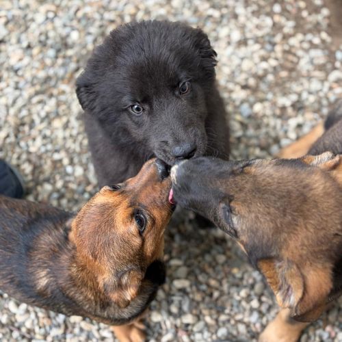 Oliver bébé chiot roumain à l'adoption #2