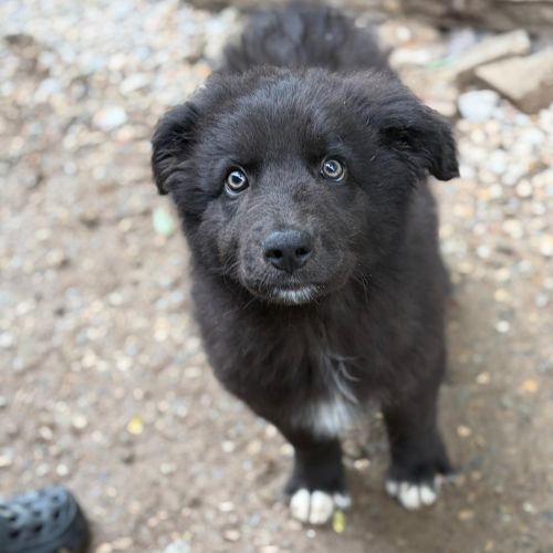 Oliver bébé chiot roumain à l'adoption #4
