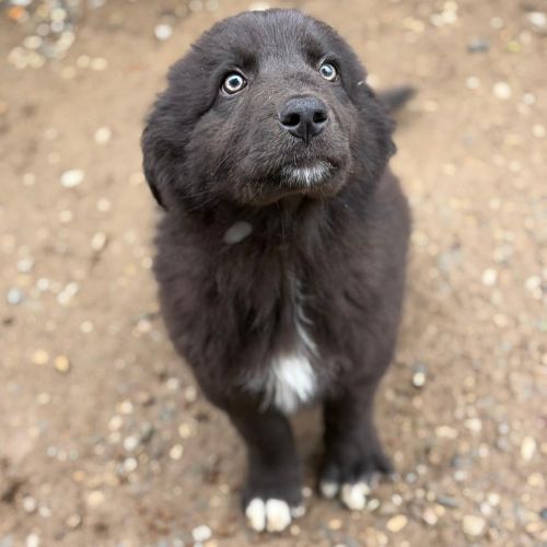 Oliver bébé chiot roumain à l'adoption #5