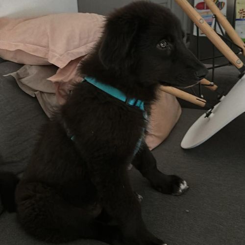 Oliver chiot à l'adoption #6