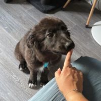 Oliver chiot à l'adoption #2
