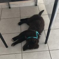 Oliver chiot à l'adoption #3
