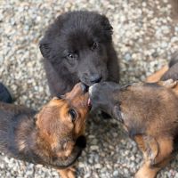Oliver bébé chiot roumain à l'adoption #2