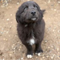 Oliver bébé chiot roumain à l'adoption #5