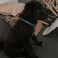 Oliver chiot à l'adoption #6