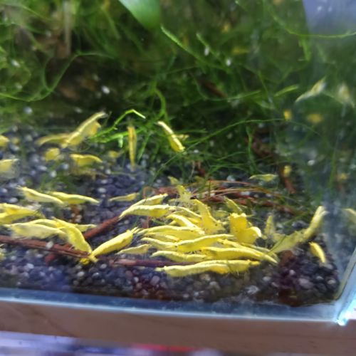 Crevettes yellow néon