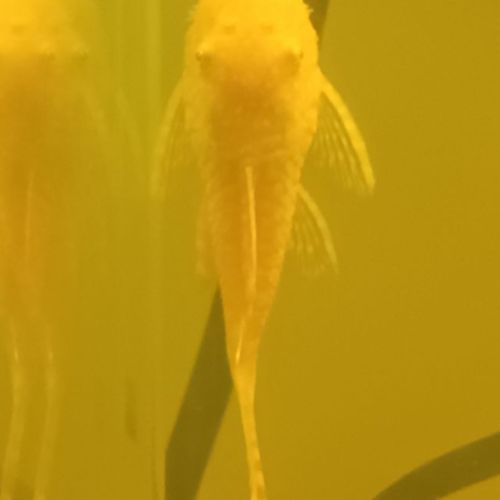 Ancistrus gold albinos #0