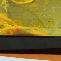 Ancistrus gold albinos #1