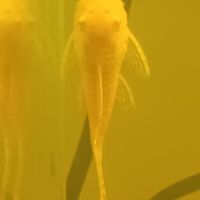 Ancistrus gold albinos