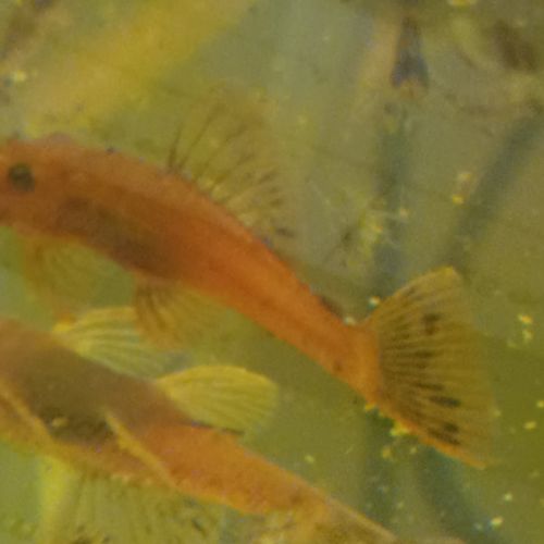 Ancistrus sp red #1