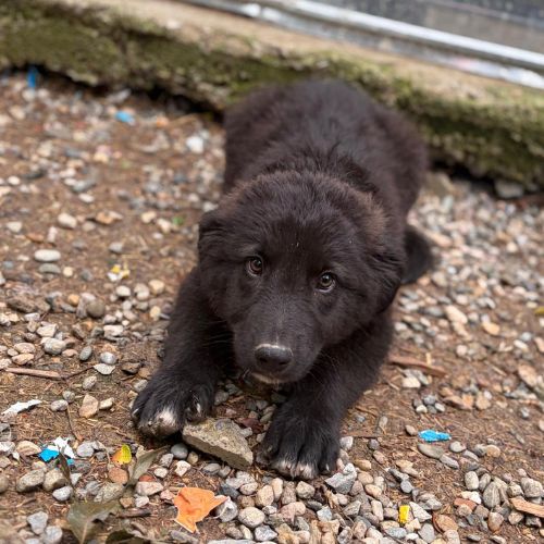 Olaf bébé chiot roumain à l'adoption #4