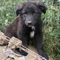 Olaf bébé chiot roumain à l'adoption #1