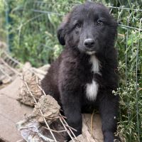 Olaf bébé chiot roumain à l'adoption #2
