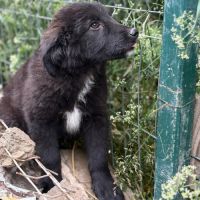Olaf bébé chiot roumain à l'adoption