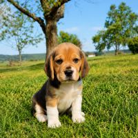 Chiots beagle lof #0