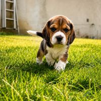 Chiots beagle lof #2