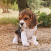Chiots beagle lof #1