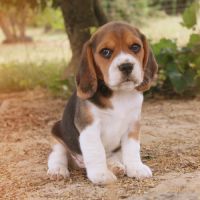 Chiots beagle lof