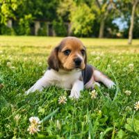 Chiots beagle lof #3