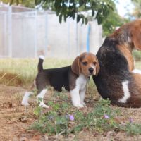 Chiots beagle lof #3