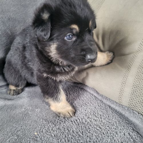 Disponible a la réservation chiots berger allemand #2