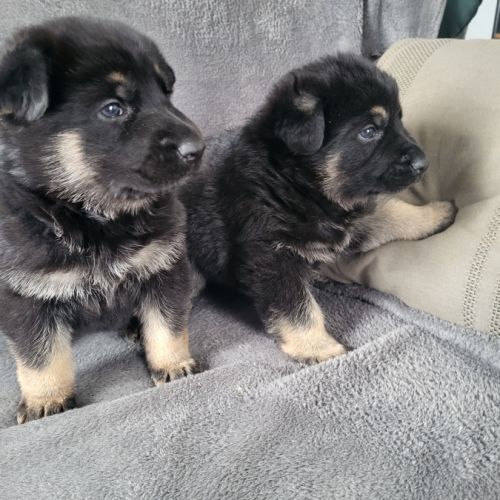 Disponible a la réservation chiots berger allemand #3