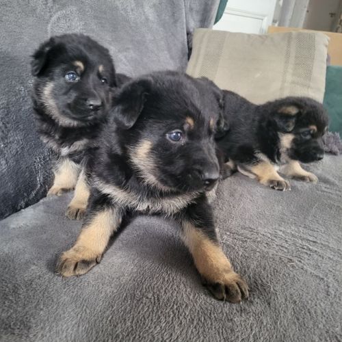 Disponible a la réservation chiots berger allemand #4
