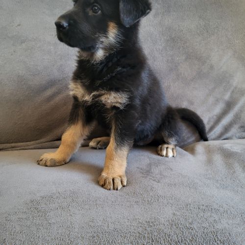 Disponible a la réservation chiots berger allemand #5