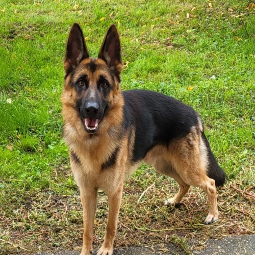 Disponible a la réservation chiots berger allemand #6