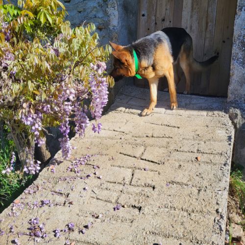 Disponible a la réservation chiots berger allemand #7