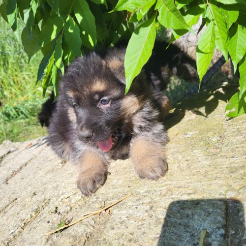 Disponible a la réservation chiots berger allemand #10