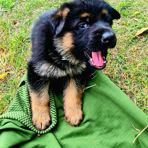 Disponible a la réservation chiots berger allemand #12