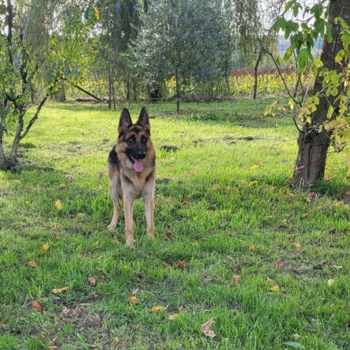 Disponible a la réservation chiots berger allemand #13