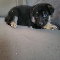 Disponible a la réservation chiots berger allemand