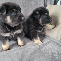 Disponible a la réservation chiots berger allemand #3