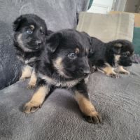 Disponible a la réservation chiots berger allemand #4