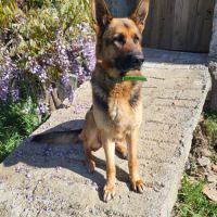 Disponible a la réservation chiots berger allemand #8