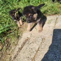 Disponible a la réservation chiots berger allemand #9