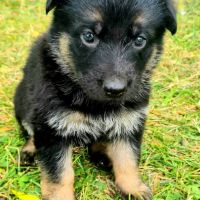 Disponible a la réservation chiots berger allemand #11