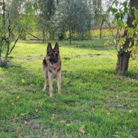 Disponible a la réservation chiots berger allemand #13