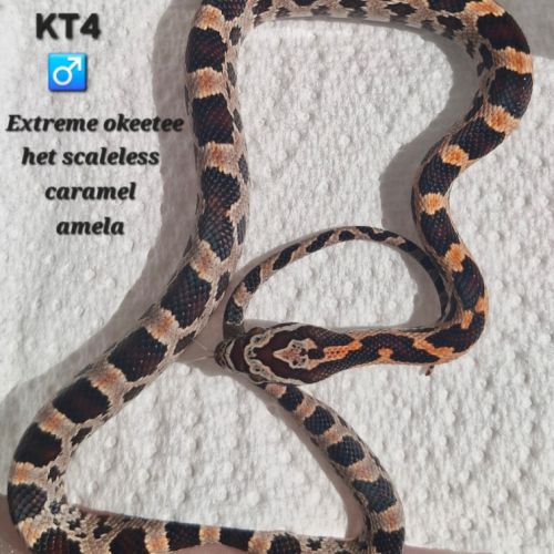 Pantherophis guttatus okeetee het scaleless #3
