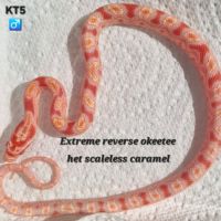 Pantherophis guttatus okeetee het scaleless